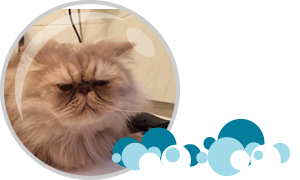 All Fur Love Professional Pet Grooming Services - Brisbane Cat Grooming